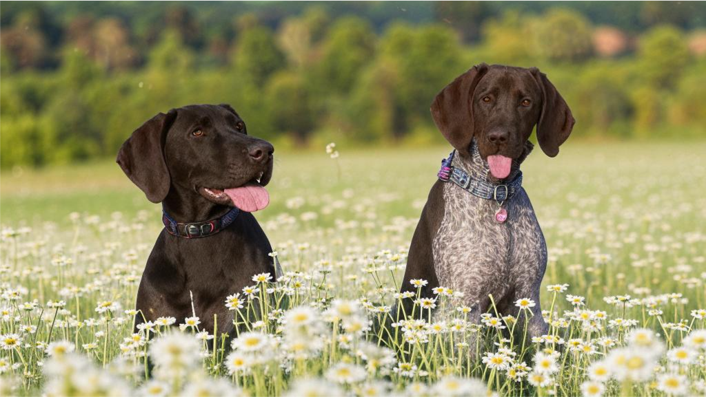 GWP vs GSP for waterfowl